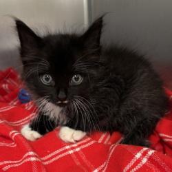Shelter Stray Male Cat last seen Armistead St & Redmond Dr, City of College Station, TX, 5359 Leonard Rd, Bryan, TX 77807, USA