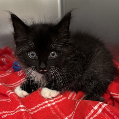 Shelter Stray Male Cat last seen Armistead St & Redmond Dr, City of College Station, TX, 5359 Leonard Rd, Bryan, TX 77807, USA