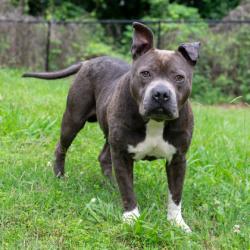 Shelter Stray Male Dog last seen Near Kings Cove Ellenwood, 30294, 30294, , Atlanta, GA 30341