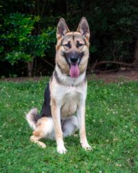 Shelter Stray Female Dog last seen Near Jaguar Dr, 30294, GA, Atlanta, GA 30341