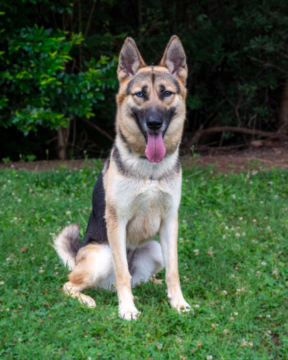 Shelter Stray Female Dog last seen Near Jaguar Dr, 30294, GA, Atlanta, GA 30341