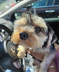 Shelter Stray Male Dog last seen Near Chamblee Dunwoody Rd, Chamblee, GA 30341, 30341, GA, Atlanta, GA 30341