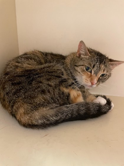 Shelter Stray Female Cat last seen Near Abram Dr Conley GA 30288, 30288, GA, Atlanta, GA 30341