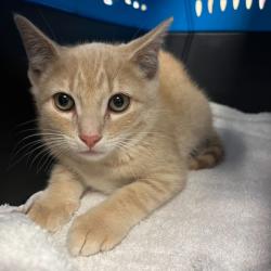 Shelter Stray Male Cat last seen Madison, WI 53704, Madison, WI 53718