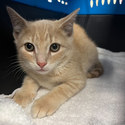 Shelter Stray Male Cat last seen Madison, WI 53704, Madison, WI 53718