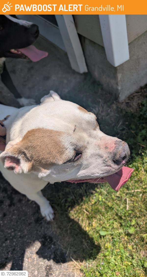 Found/Stray Male Dog last seen Prairie and Wilson , Grandville, MI 49418