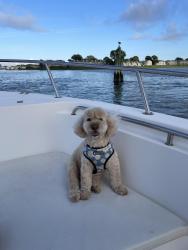 Lost Female Dog last seen Primrose, Manasquan, NJ 08736