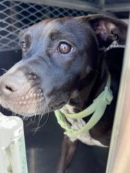 Shelter Stray Female Dog last seen Fort Worth, TX 76123, Fort Worth, TX 76119