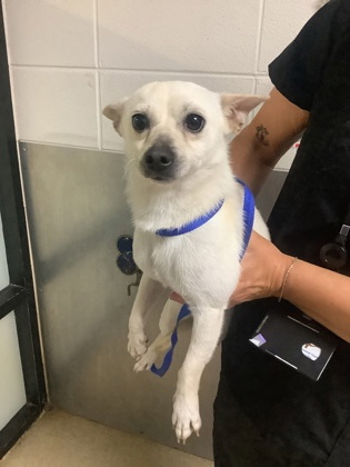 Shelter Stray Male Dog last seen Near Dripping Creek Ln, South District, TX, Fort Worth, TX 76119