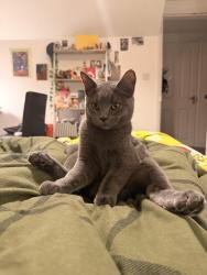 Lost Male Cat last seen The Boot Room/Forest Stadium , West Bridgford, England NG2 5FQ