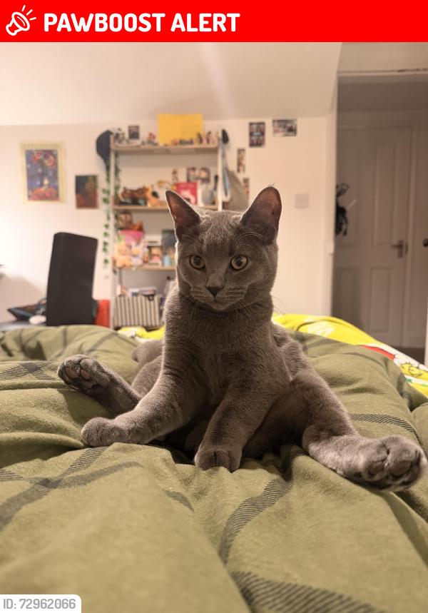 Lost Male Cat last seen The Boot Room/Forest Stadium , West Bridgford, England NG2 5FQ