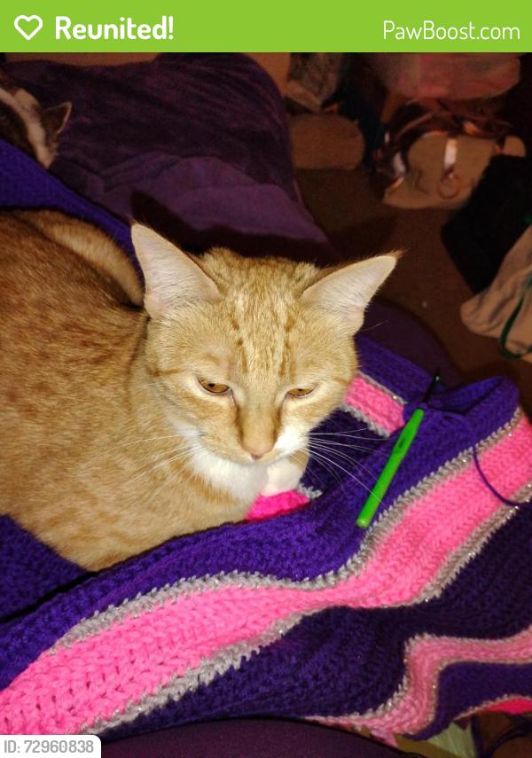 Reunited Female Cat last seen Millplain and Hearthwood, Vancouver, WA 98683