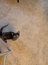 Reunited Female Cat last seen Down the block from NJCU between College Street and College Drive , Jersey City, NJ 07305
