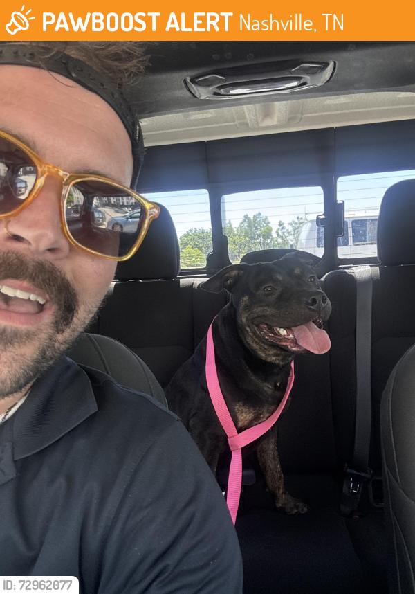 Found/Stray Male Dog last seen Near e Trinity lane, Nashville, tn 37207, Nashville, TN 37207