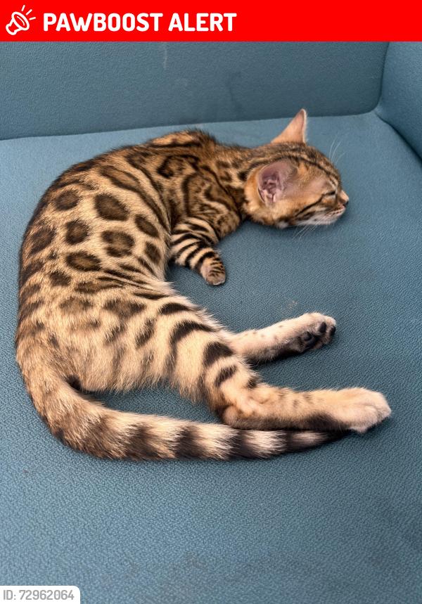 Lost Male Cat last seen Near Dialstone lane , Greater Manchester, England SK2 6AG