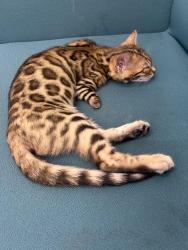 Lost Male Cat last seen Near Dialstone lane , Greater Manchester, England SK2 6AG