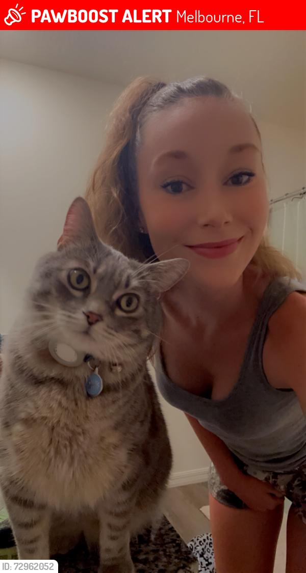 Lost Male Cat last seen Near Tipperary drive, Melbourne, FL 32940