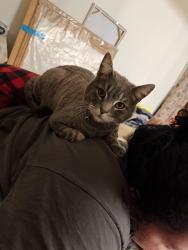 Lost Male Cat last seen La mesa and 395, Victorville, CA 92392