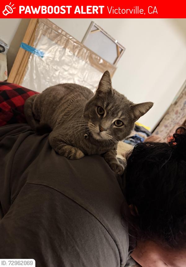 Lost Male Cat last seen La mesa and 395, Victorville, CA 92392