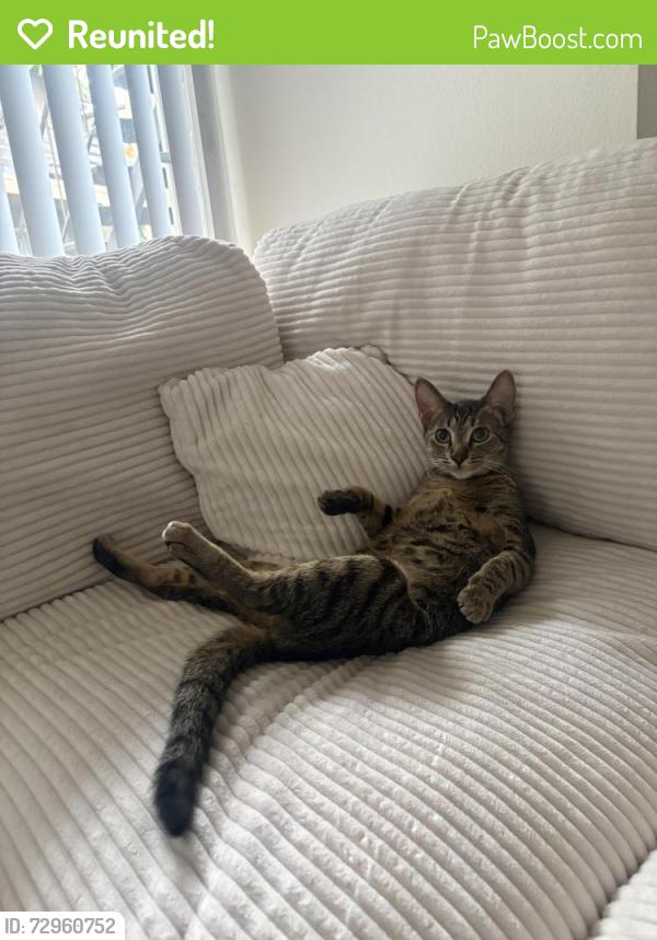 Reunited Female Cat last seen Chloe avenue, La Mesa, CA 91942