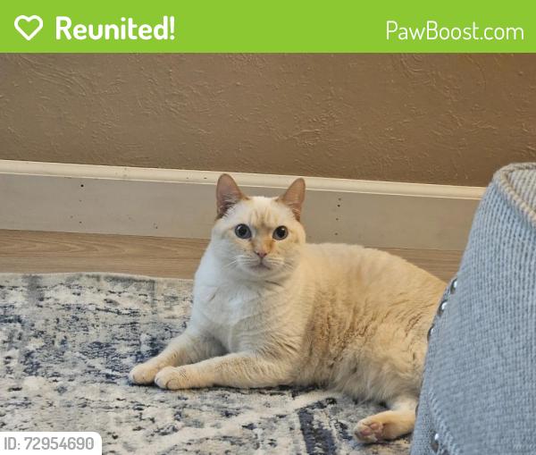 Reunited Female Cat last seen Near Otis St, Arvada, CO 80003, USA, Arvada, CO 80003