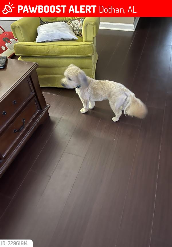 Lost Male Dog last seen West cook rd dothan al, Dothan, AL 36301