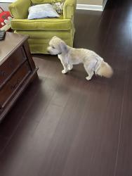 Lost Male Dog last seen West cook rd dothan al, Dothan, AL 36301