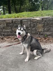 Found/Stray Female Dog last seen The Paseo and 76th Ter., Kansas City, MO 64132
