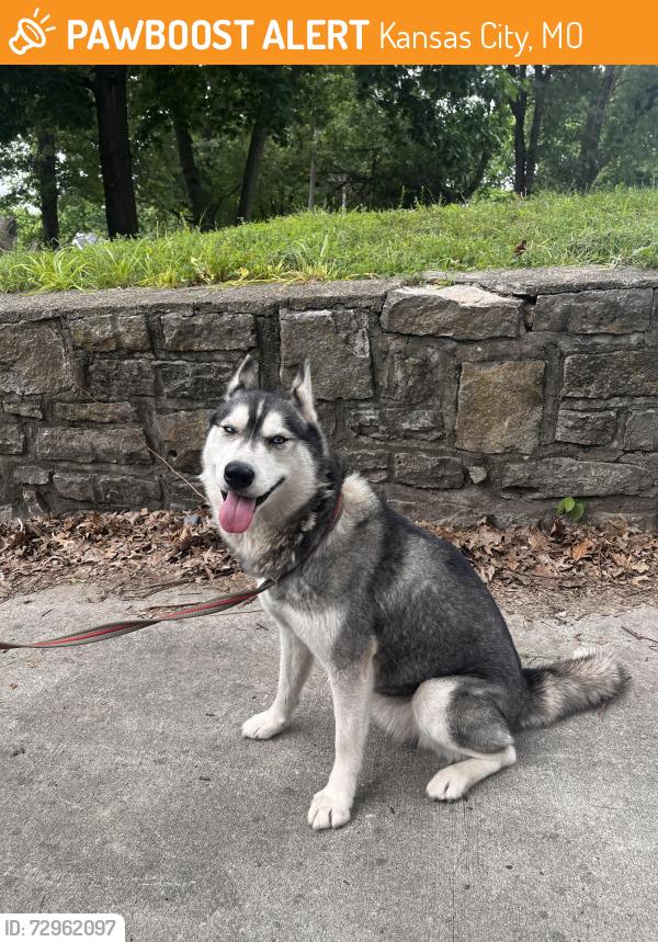 Found/Stray Female Dog last seen The Paseo and 76th Ter., Kansas City, MO 64132