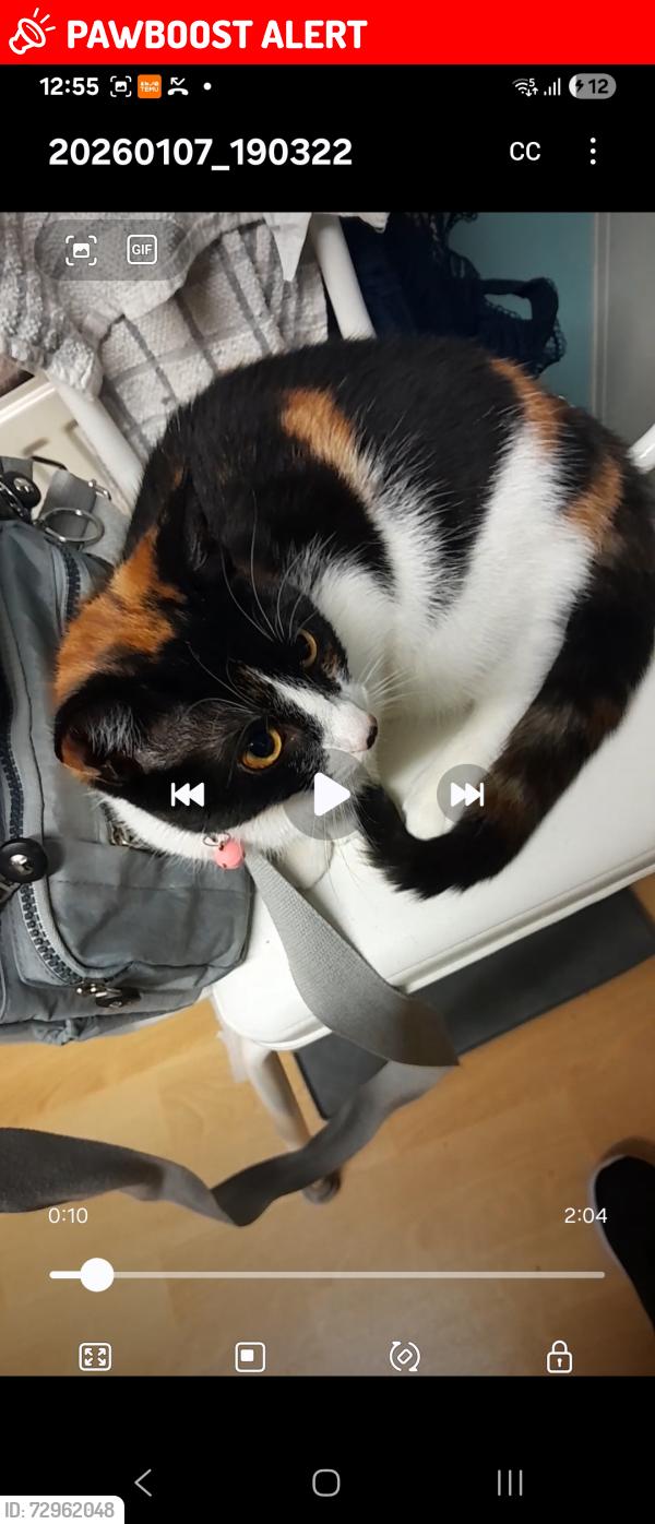 Lost Female Cat last seen Laytham Grove, Ellerby Grove , Kingston upon Hull, England 
