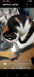 Lost Female Cat last seen Laytham Grove, Ellerby Grove , Kingston upon Hull, England 