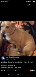 Lost Male Dog last seen Earl and wakefield ave, Saint Paul, MN 55106