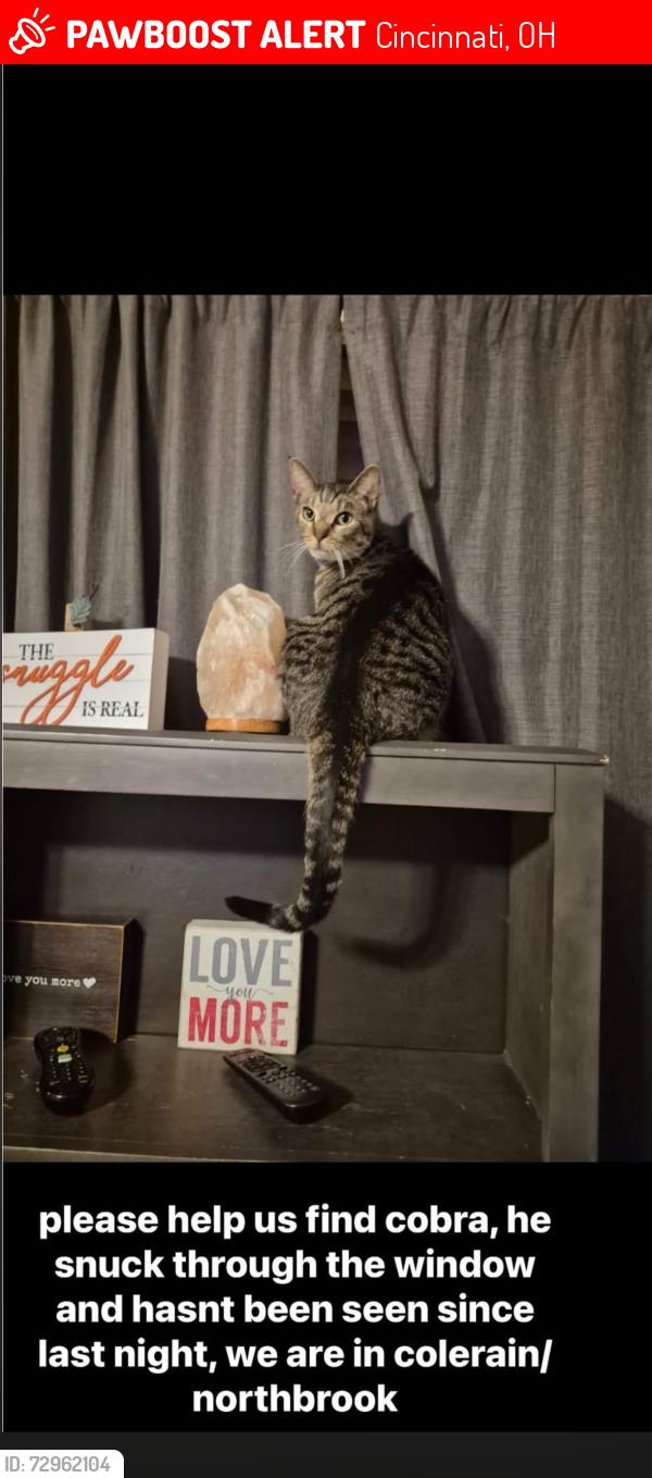 Lost Male Cat last seen dollar general on pippin rd, Cincinnati, OH 45251