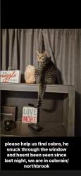 Lost Male Cat last seen dollar general on pippin rd, Cincinnati, OH 45251
