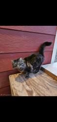 Lost Female Cat last seen Off route 66 by Heyburn Lake , Bristow, OK 74010
