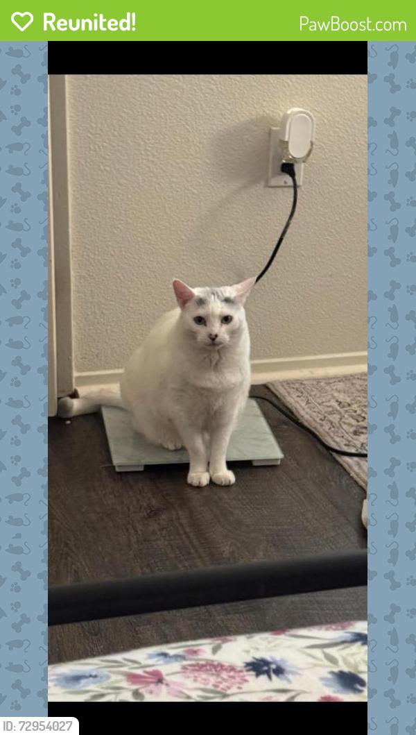 Reunited Female Cat last seen Montana Ave , Vandenberg Space Force Base, CA 93437
