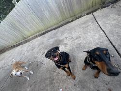 Reunited Female Dog last seen Cutten and Bourgeois , Houston, TX 77066