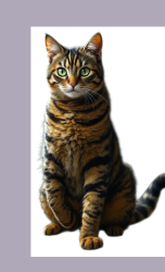Lost Male Cat last seen North San Pedro Rd, San Rafael, CA 94903