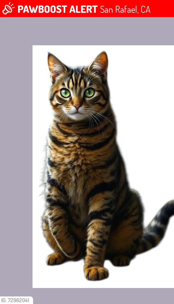 Lost Male Cat last seen North San Pedro Rd, San Rafael, CA 94903