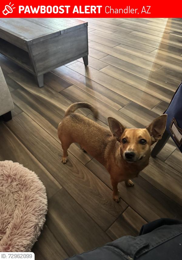 Lost Female Dog last seen Alma school and Chandler blvd , Chandler, AZ 85224