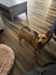 Lost Female Dog last seen Alma school and Chandler blvd , Chandler, AZ 85224