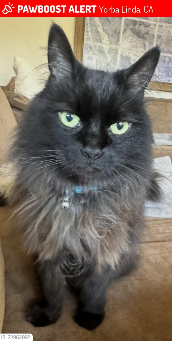 Lost Female Cat last seen Lakeview and Bastanchury , Yorba Linda, CA 92886