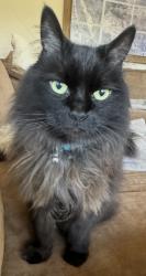 Lost Female Cat last seen Lakeview and Bastanchury , Yorba Linda, CA 92886