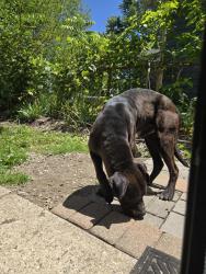 Found/Stray Unknown Dog last seen Grayfield and Fenkell, Detroit, MI 48223