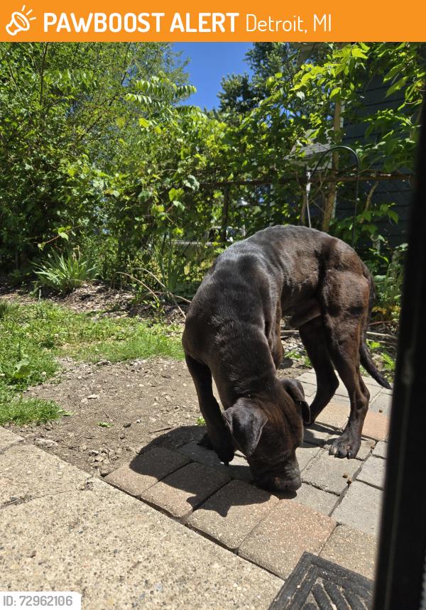 Found/Stray Unknown Dog last seen Grayfield and Fenkell, Detroit, MI 48223