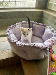 Lost Female Cat last seen Crystal Hills Dr and 441, Athens, GA 30606
