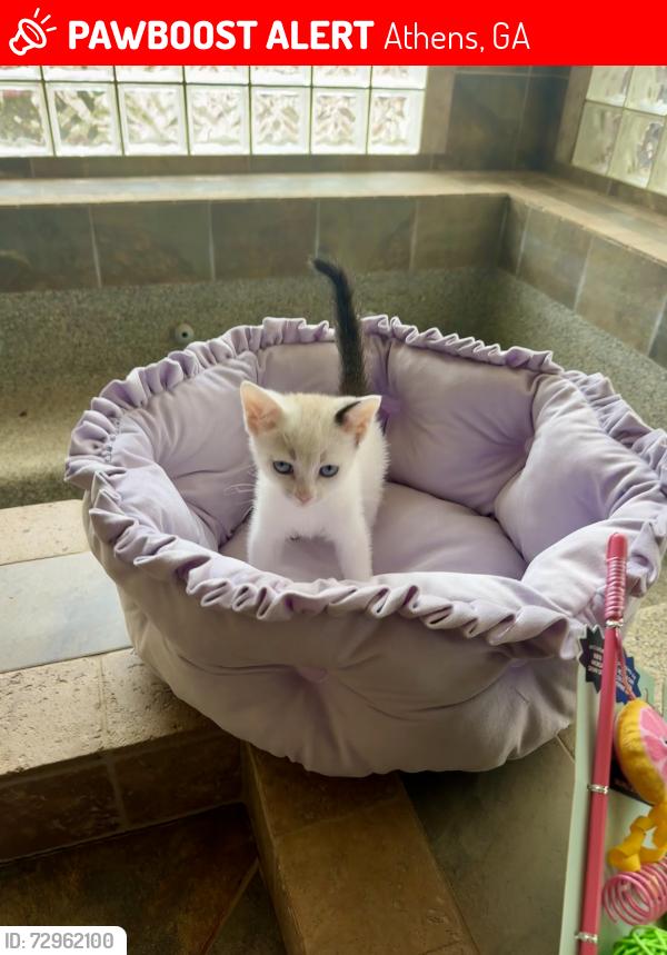 Lost Female Cat last seen Crystal Hills Dr and 441, Athens, GA 30606