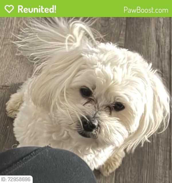 Reunited Male Dog last seen Shields and Blackstone, Fresno, CA 93704