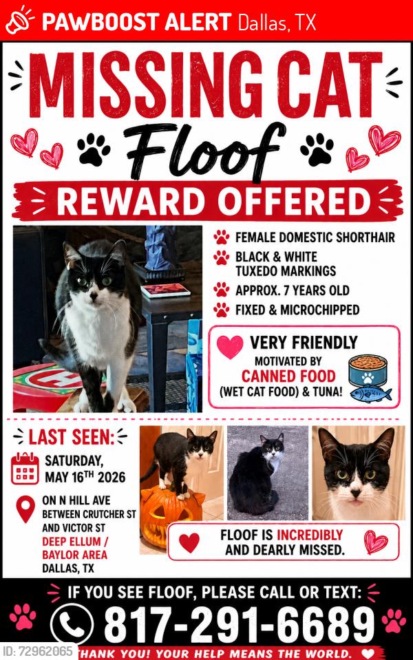 Lost Female Cat last seen Near N Hill Ave, Dallas, Tx, 75246, Dallas, TX 75246