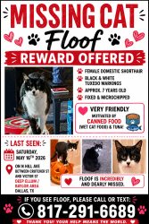 Lost Female Cat last seen Near N Hill Ave, Dallas, Tx, 75246, Dallas, TX 75246